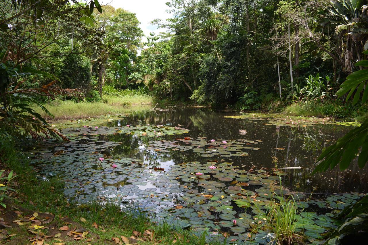 Rainforest Eco Lodge Suva Exterior photo