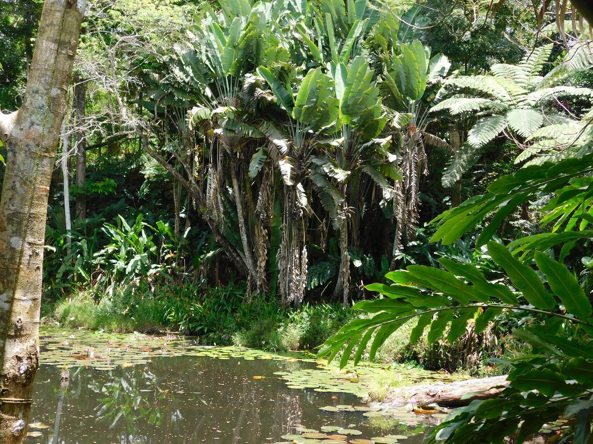 Rainforest Eco Lodge Suva Exterior photo